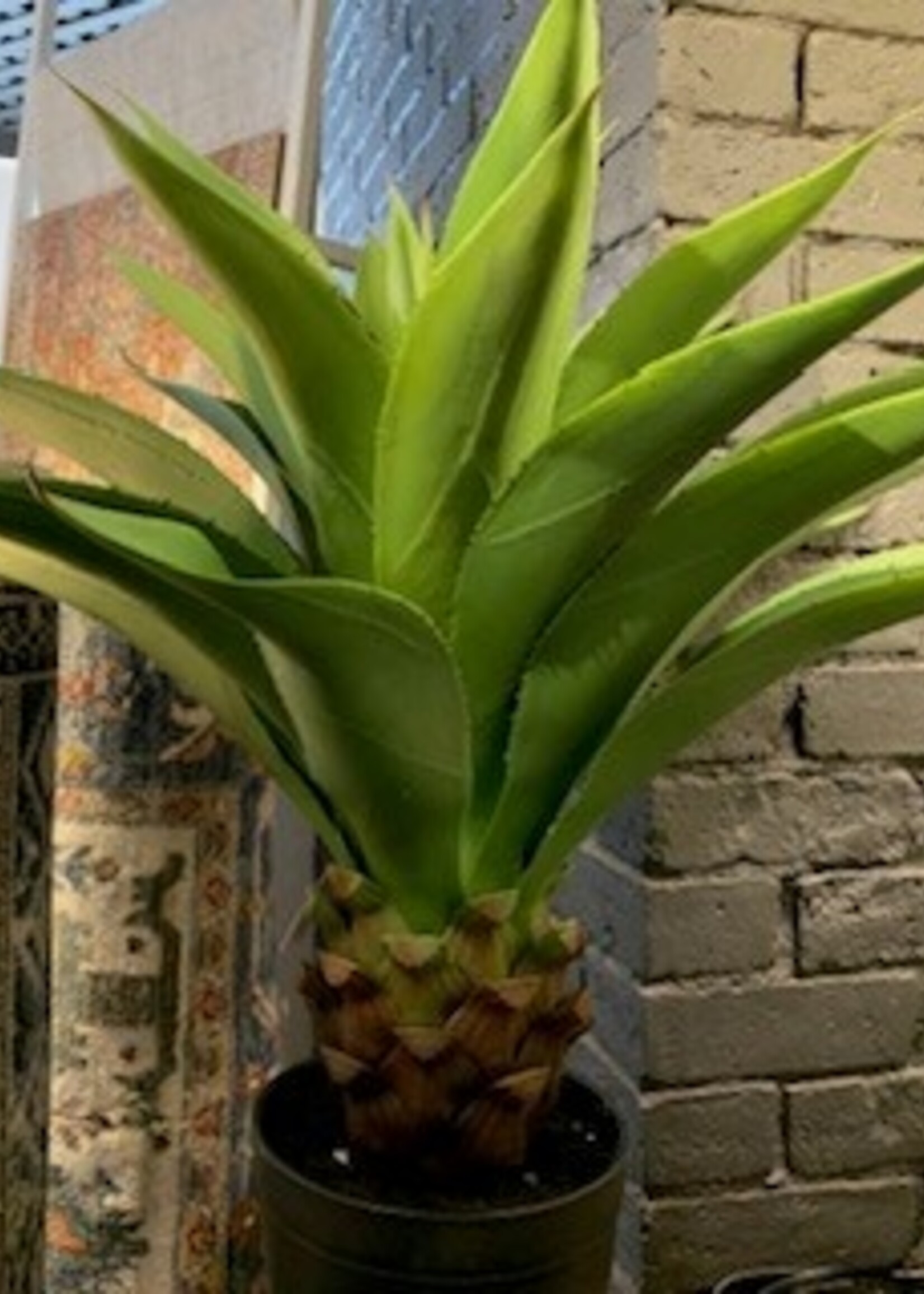 Torre & Tagus Crown Aloe Plant * 32"