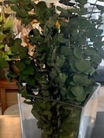 17"  Dried Eucalyptus Stem