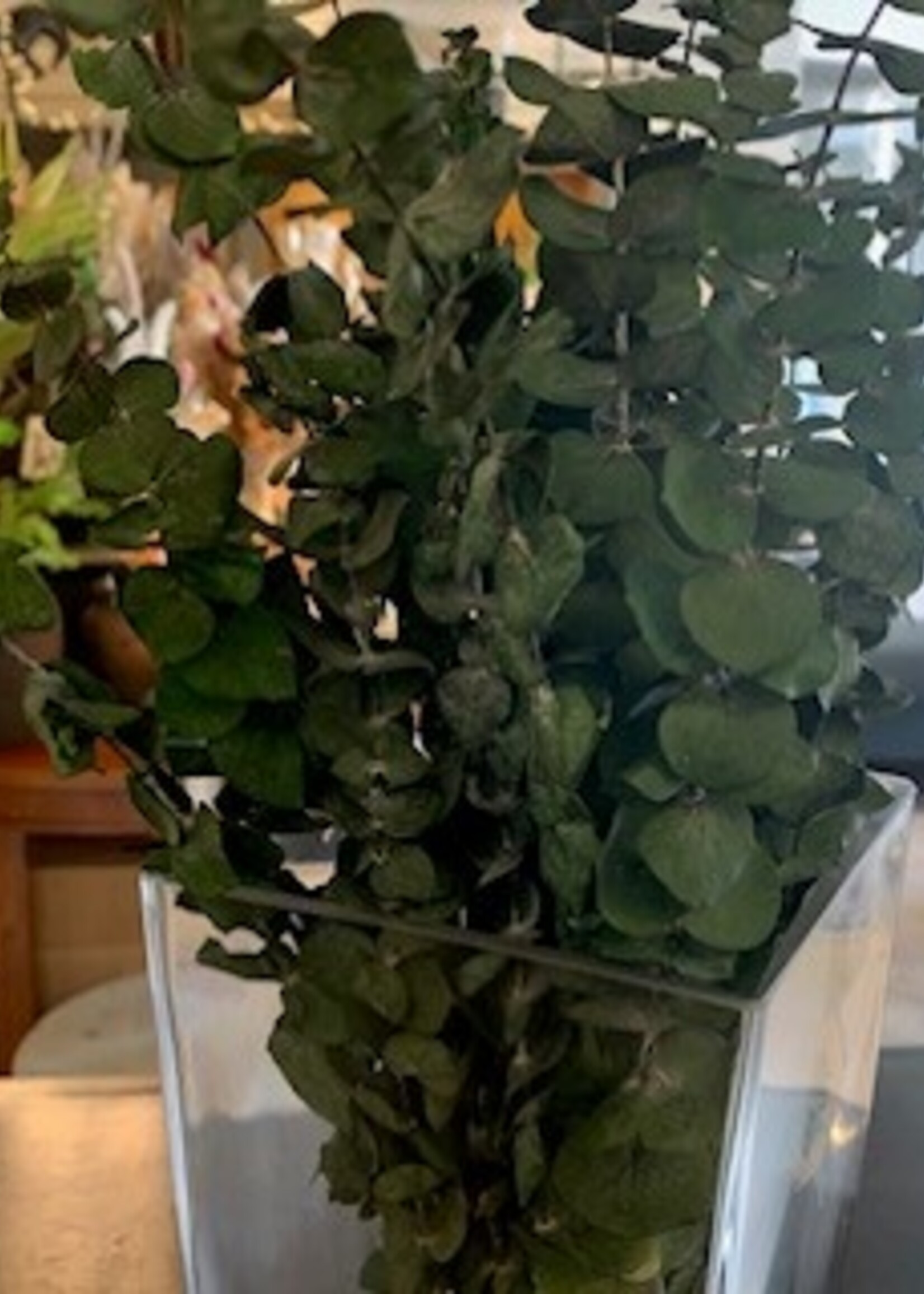 17"  Dried Eucalyptus Stem