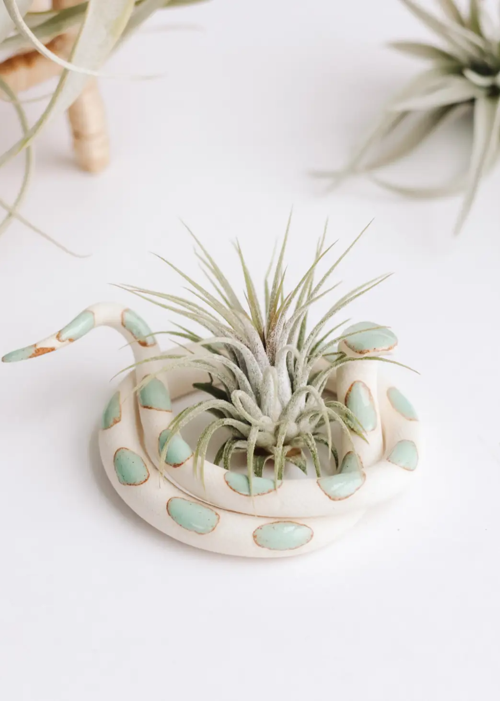Carter & Rose Coiled Snake