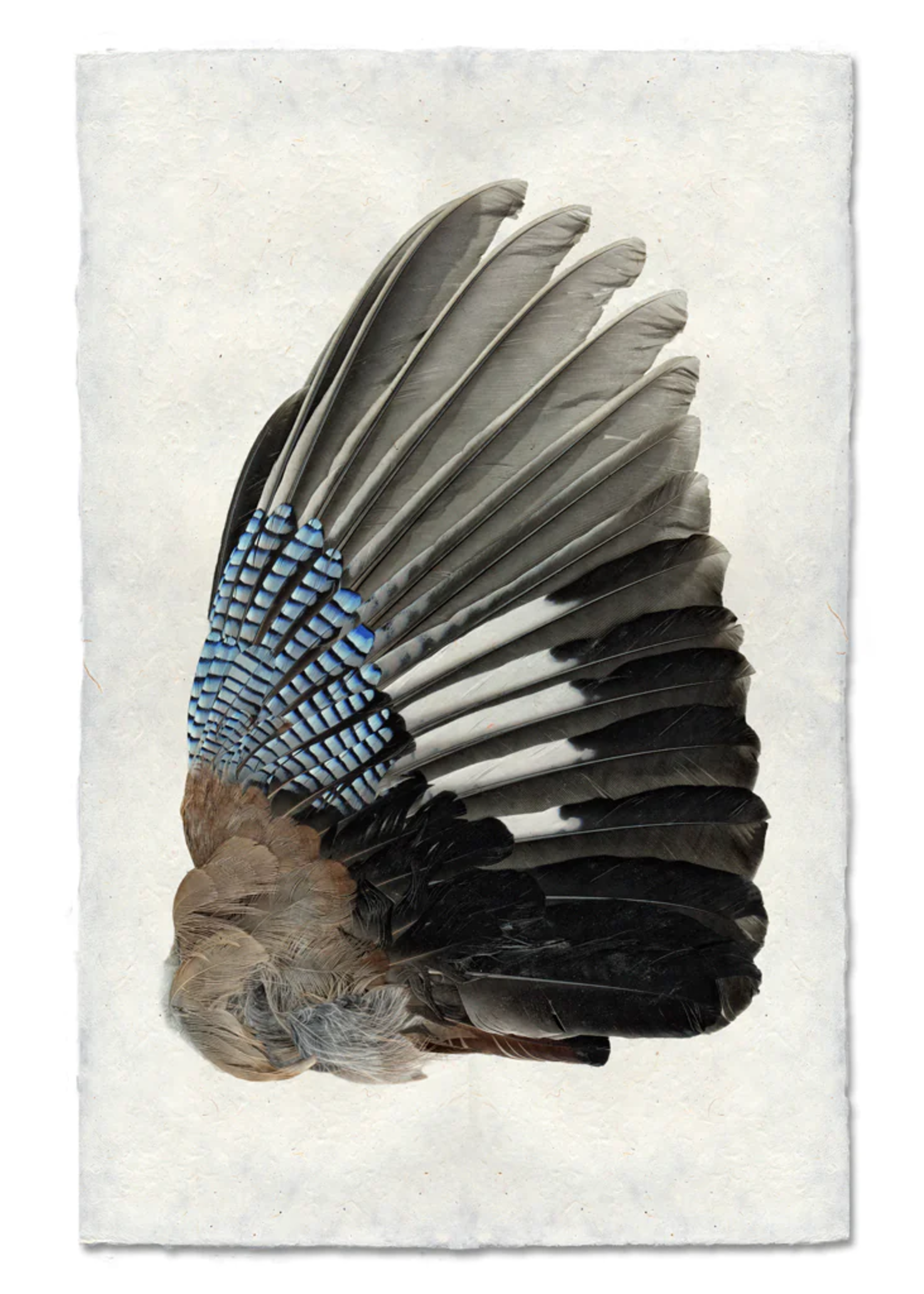 Barloga Studios 9x14 Art Prints