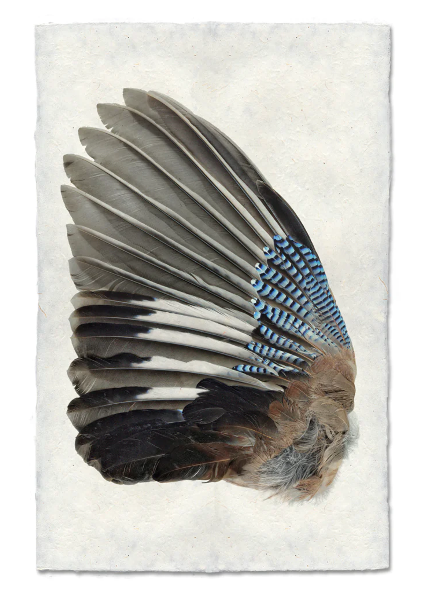 Barloga Studios 9x14 Art Prints