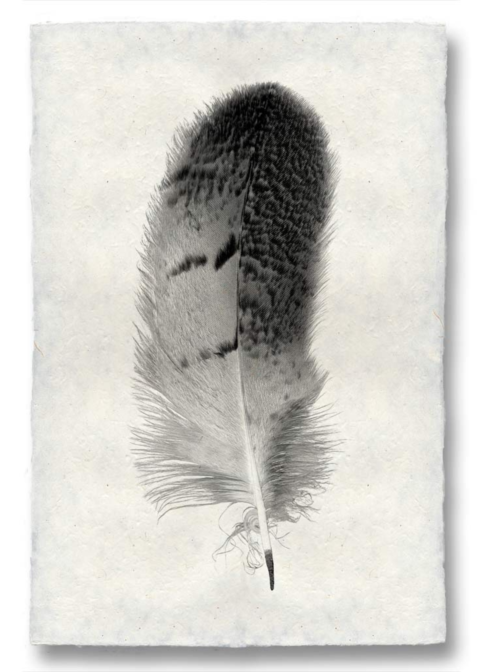 Barloga Studios 9x14 Art Prints