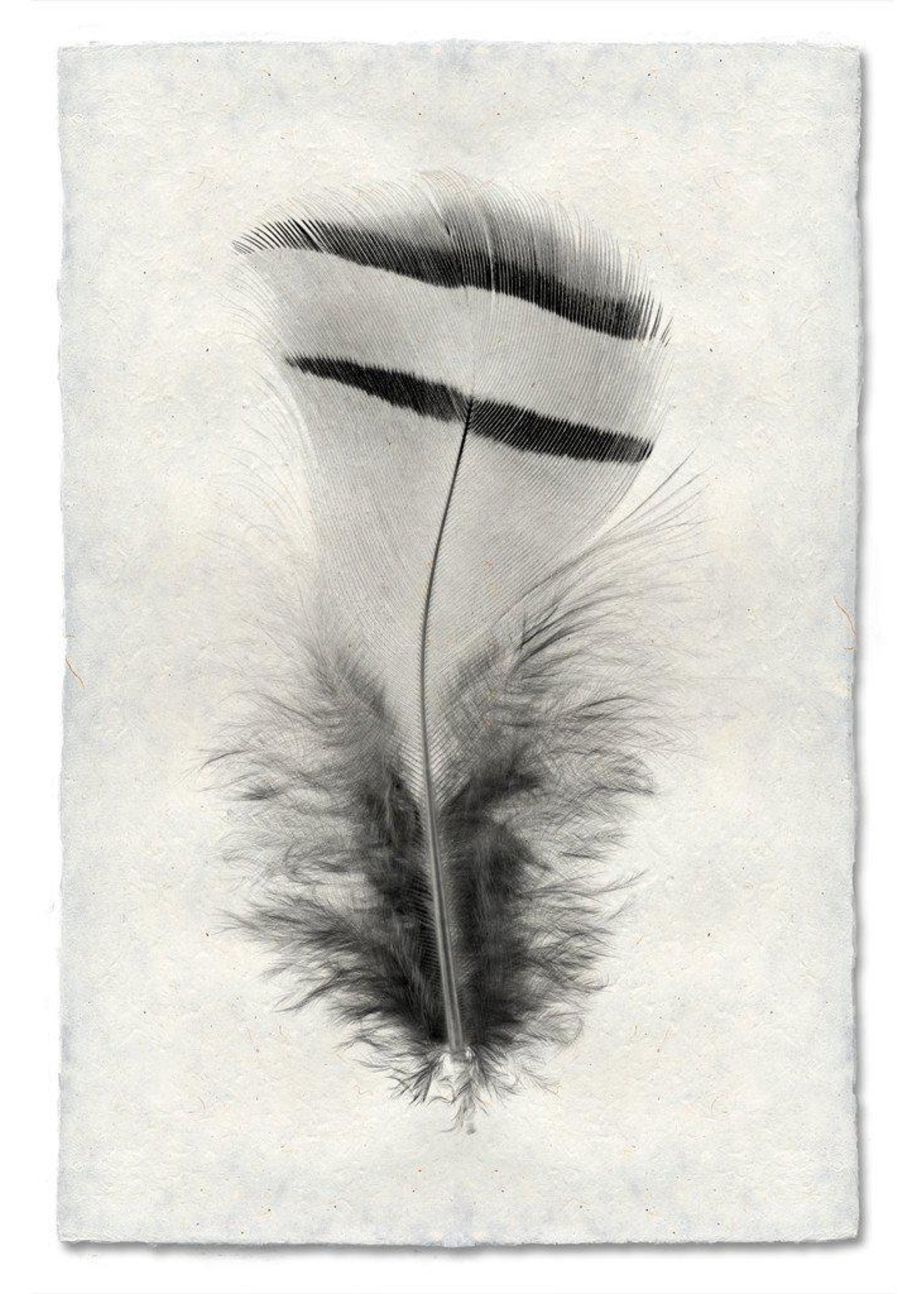 Barloga Studios 9x14 Art Prints