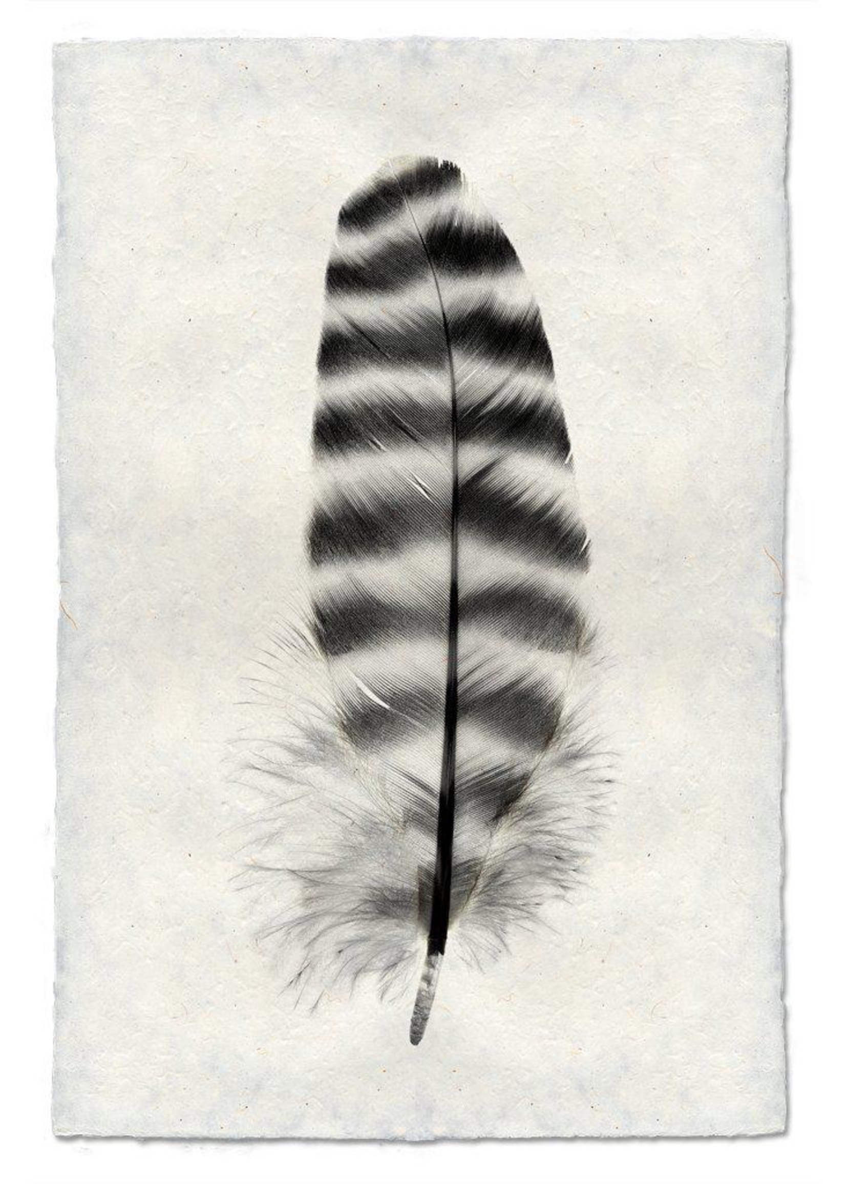 Barloga Studios 9x14 Art Prints