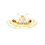 Trovelore Handmade White Spring Moth Brooch Pin