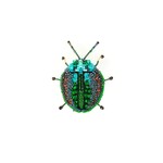 Trovelore Handmade Green Leaf Beetle Brooch Pin