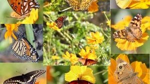 How My Wildflower Garden Taught Me a Lesson in Thankfulness