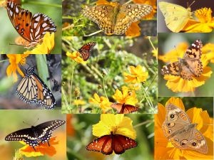 How My Wildflower Garden Taught Me a Lesson in Thankfulness