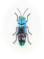 Trovelore Ulkei Beetle Brooch Pin Handmade PREORDER