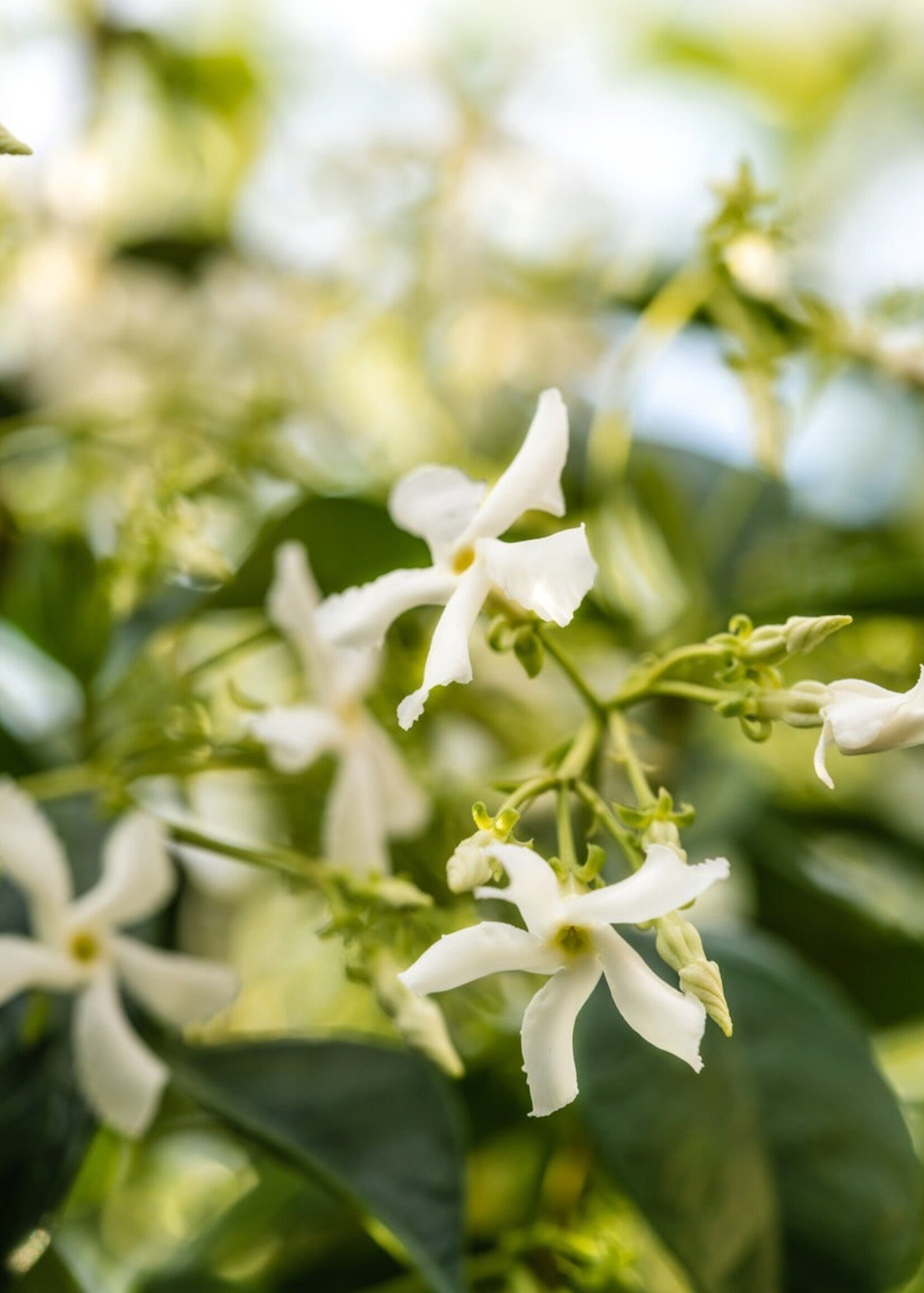 Pura White Tea No 1 Pura Car Diffuser Refill