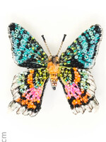 Trovelore Madagascar Sunset Moth Brooch Pin Handmade PREORDER