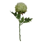 Artificial Flower - Green & Cream Peony Stem - 18"