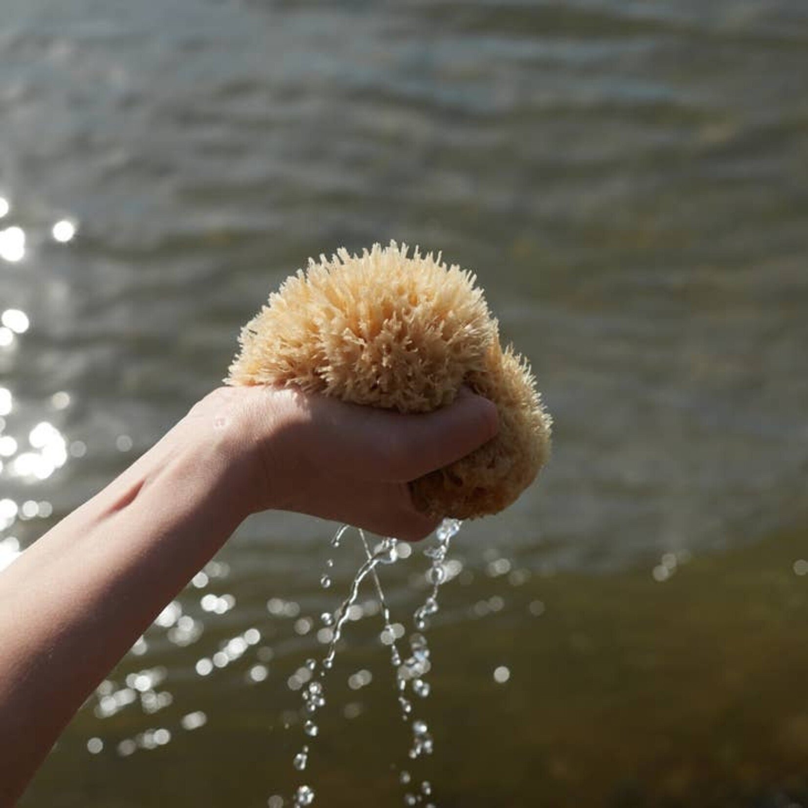 Natural Wool Sea Sponge