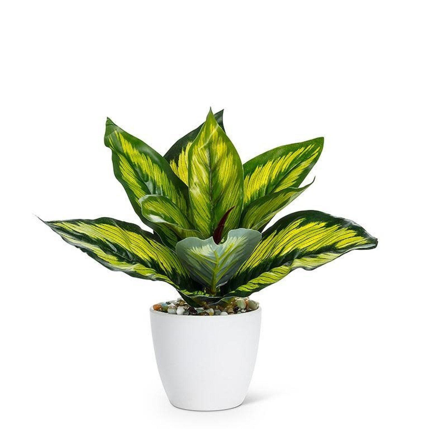Variegated Leaf Plant