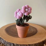 Potted Pompom Flower - Double Light Mauve