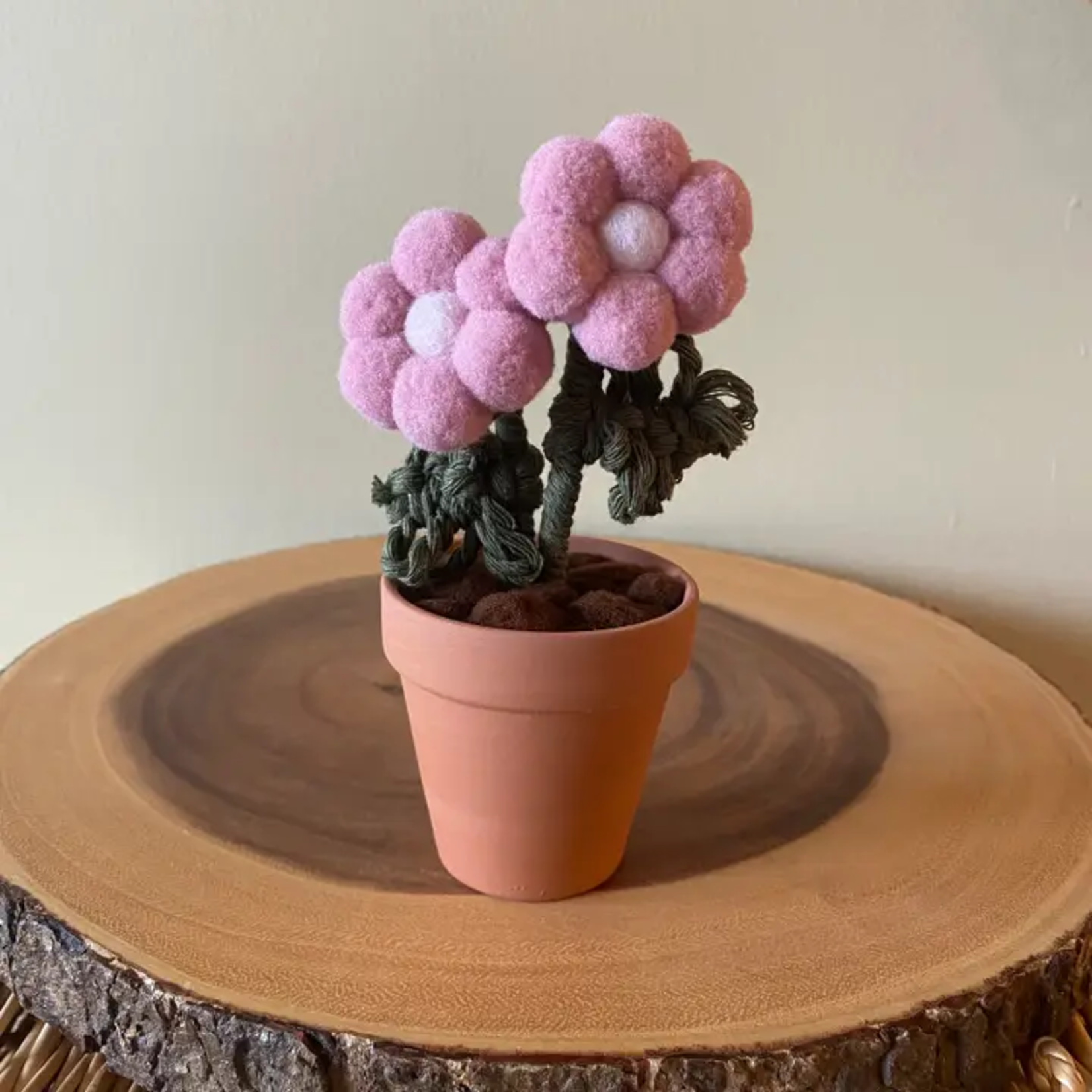 Potted Pompom Flower - Double Light Mauve