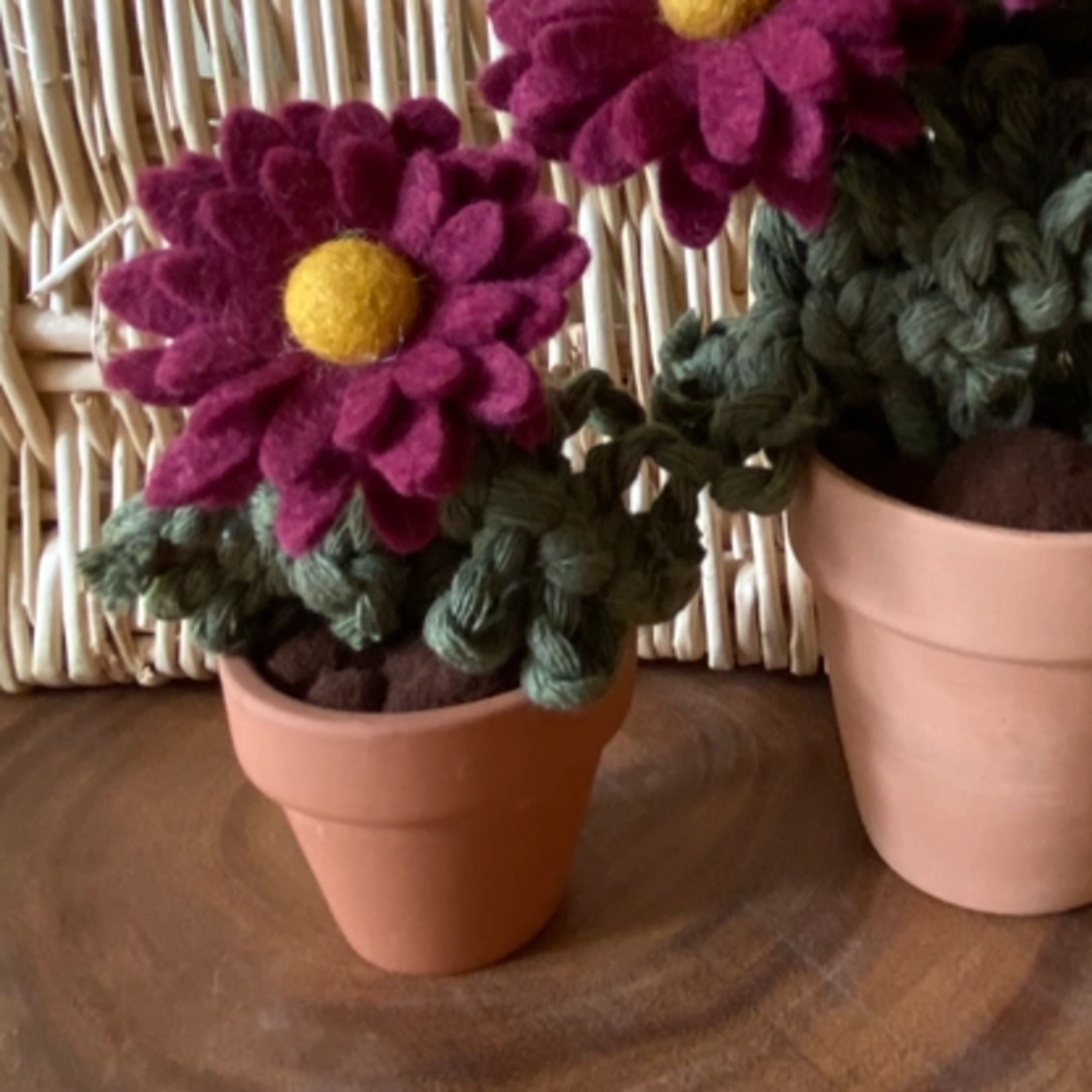 Potted Chrysanthemum - Mini