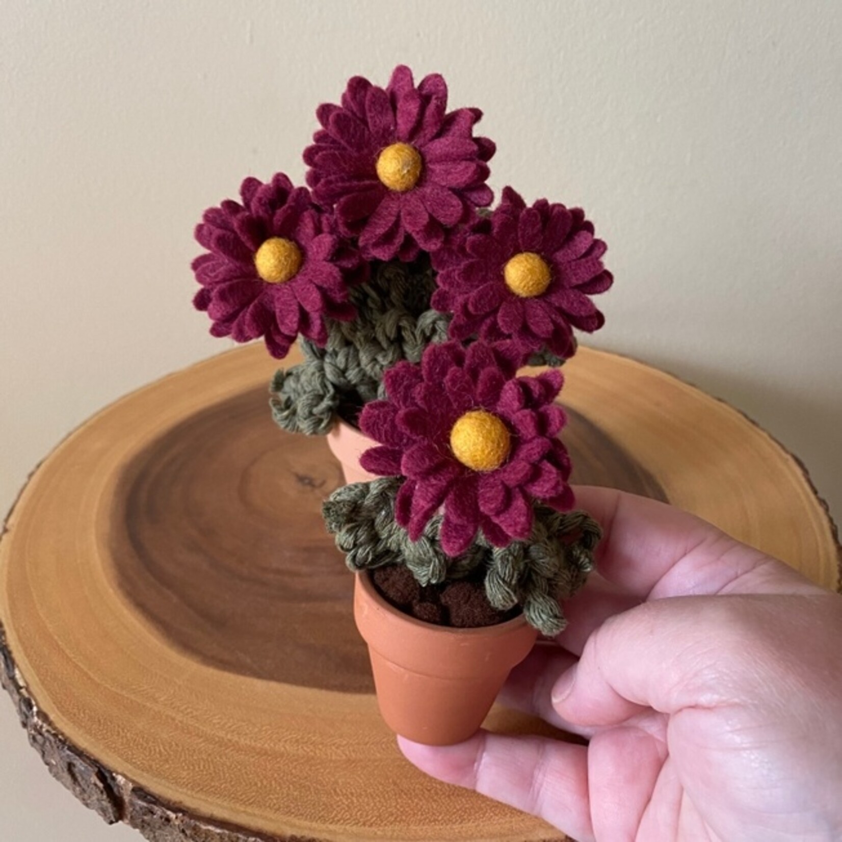 Potted Chrysanthemum - Mini