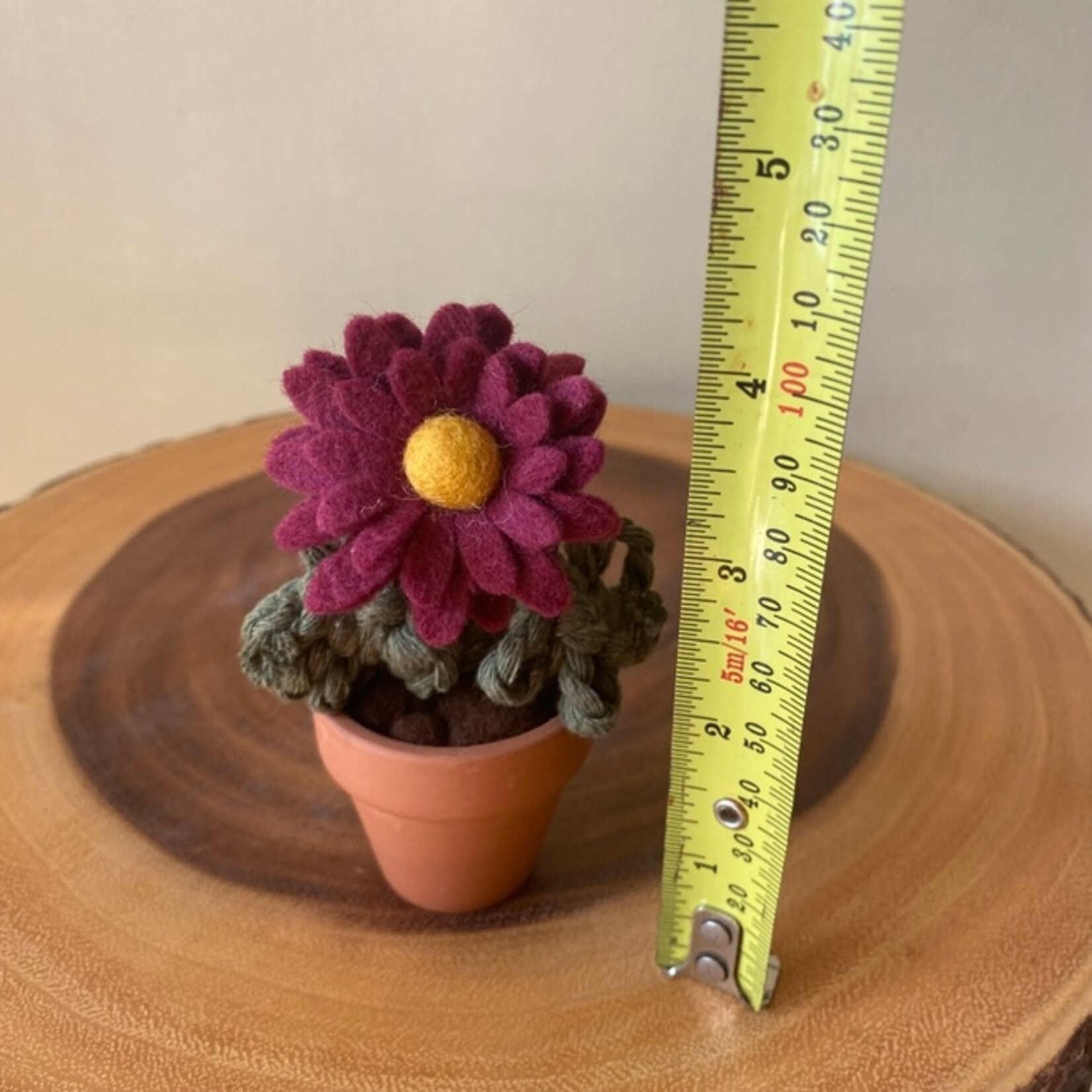 Potted Chrysanthemum - Mini