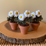 Potted Pompom Flower - Mini Double White