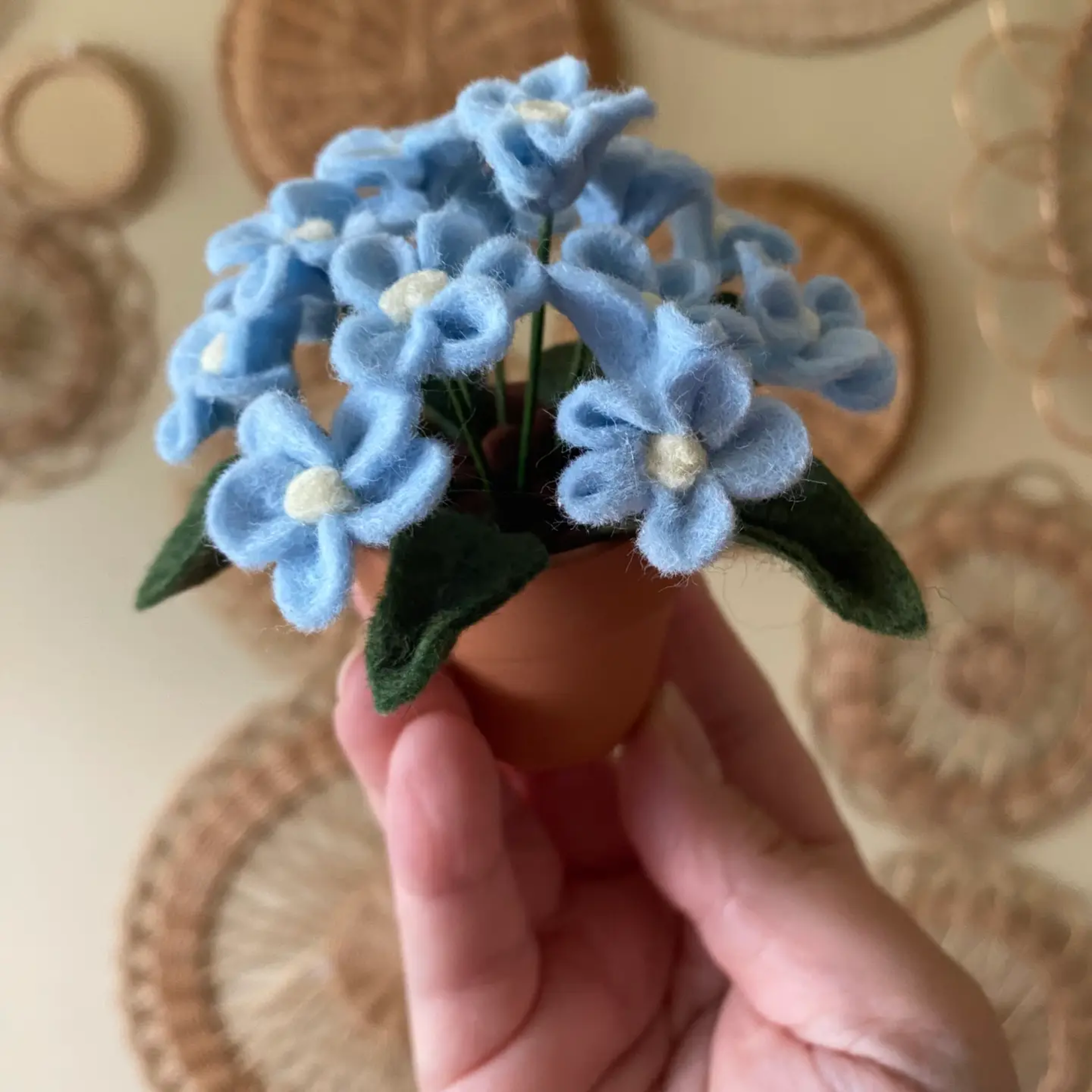 Potted Plant - Forget Me Not