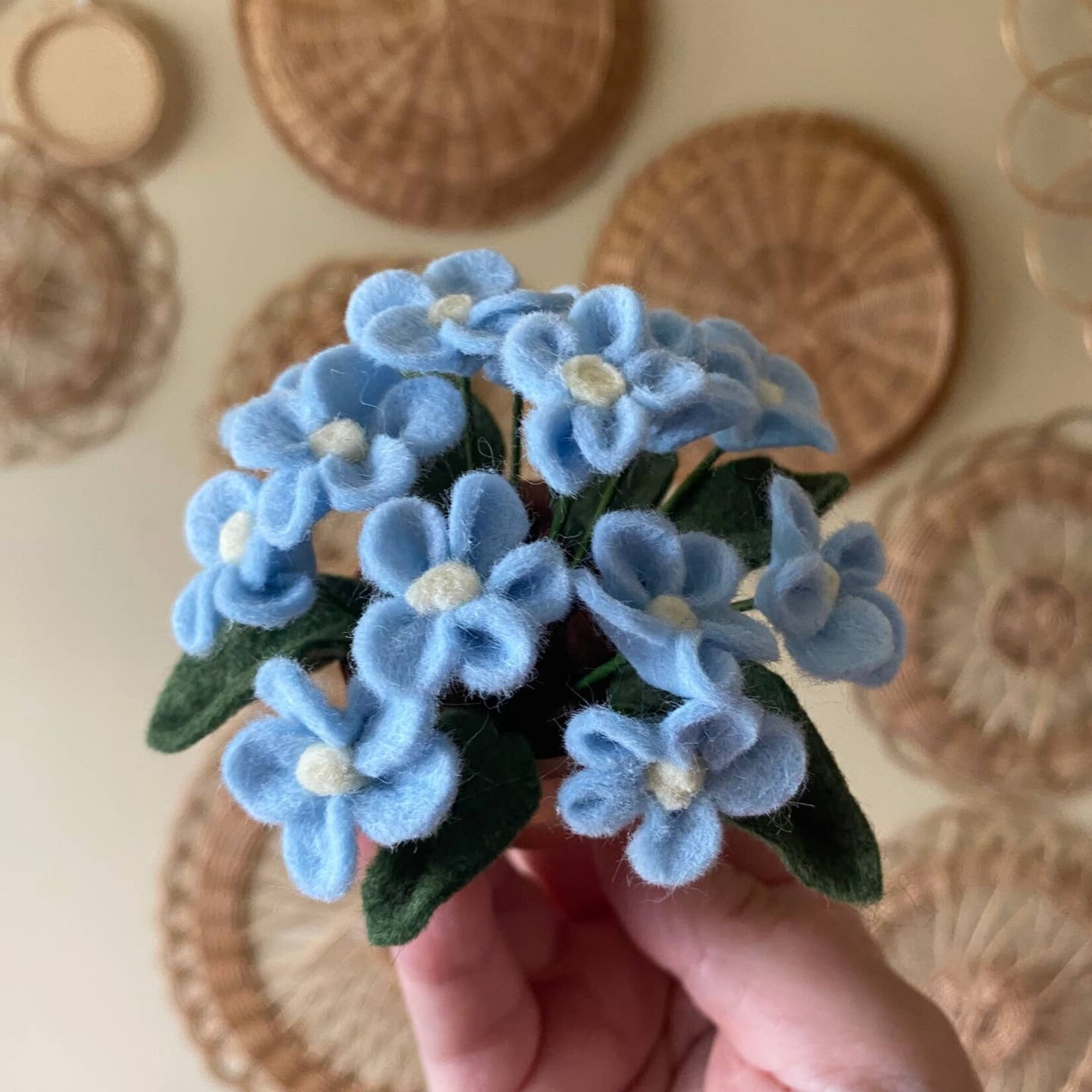 Potted Plant - Forget Me Not