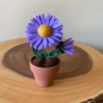 Felt Aster in Pot