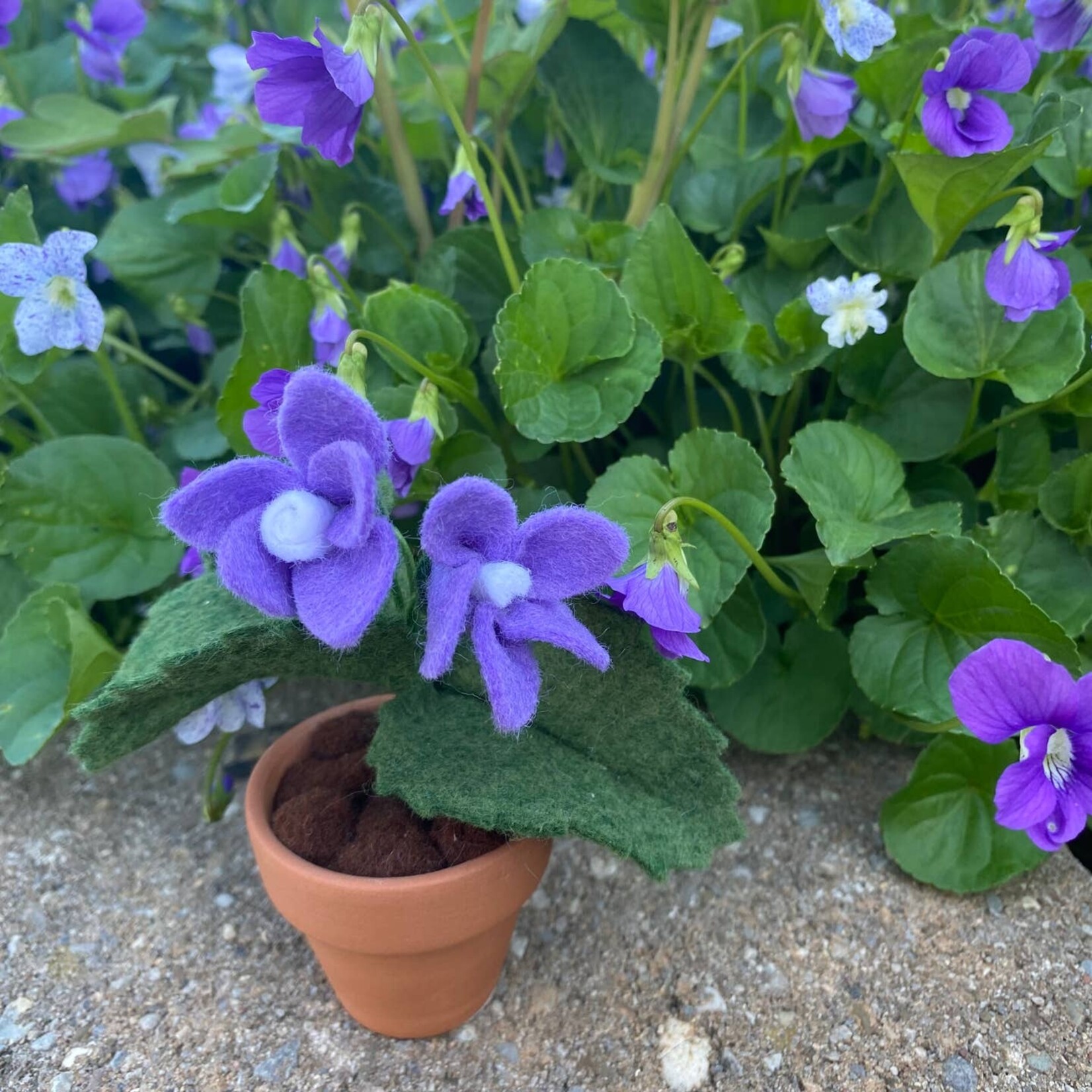 Felt Violet in Pot