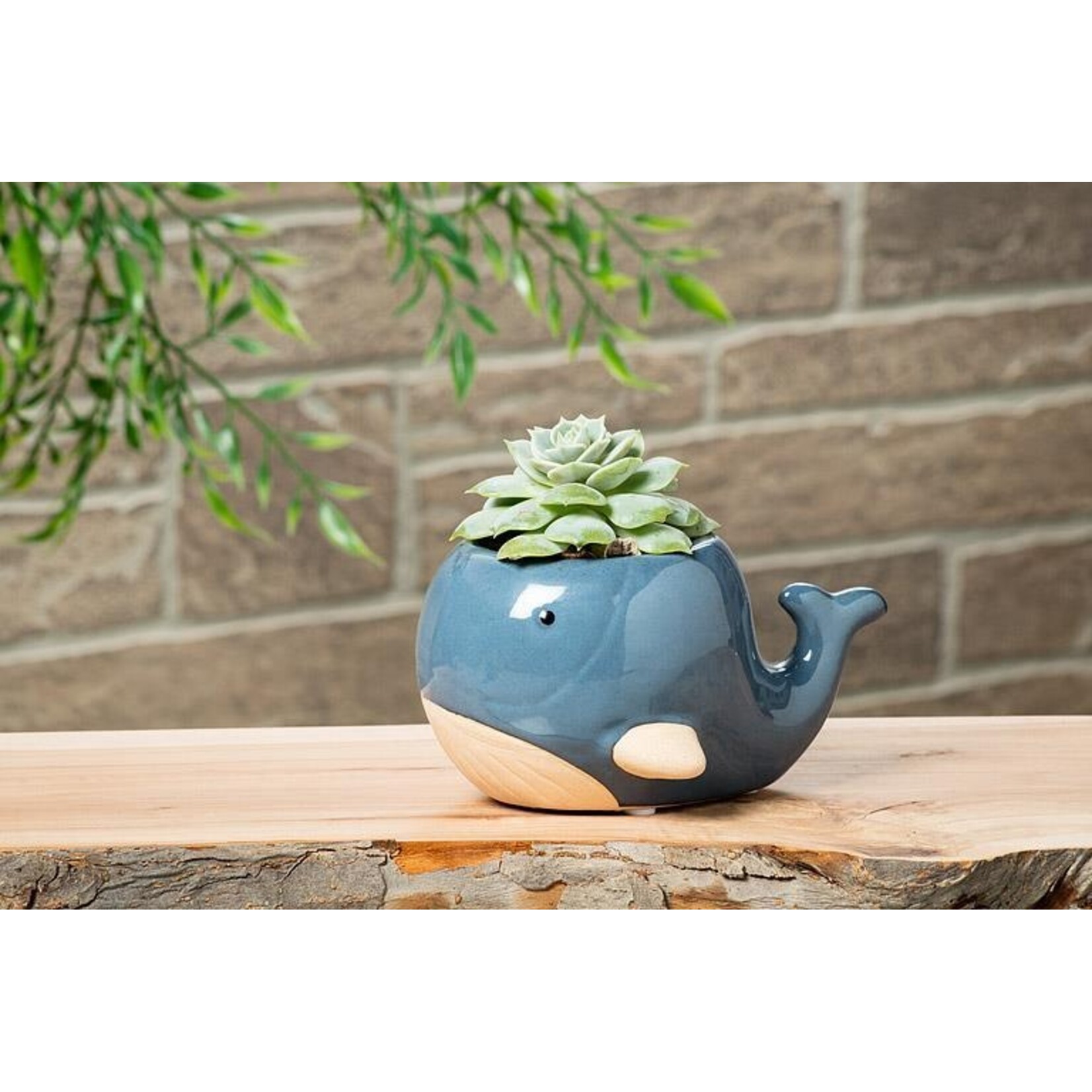Small Blue Whale Planter
