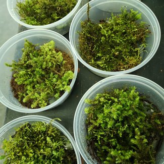 Difference Between Sphagnum Moss and Sheet Moss