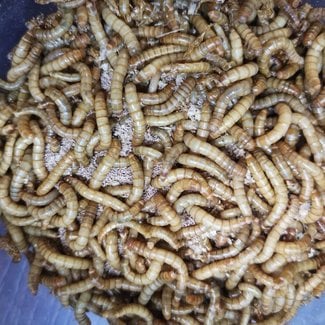 Mealworms