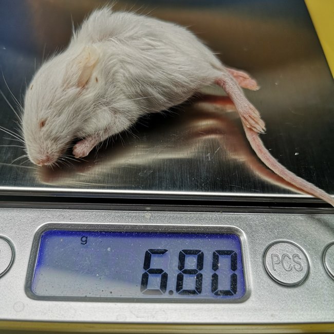 Frozen Mice