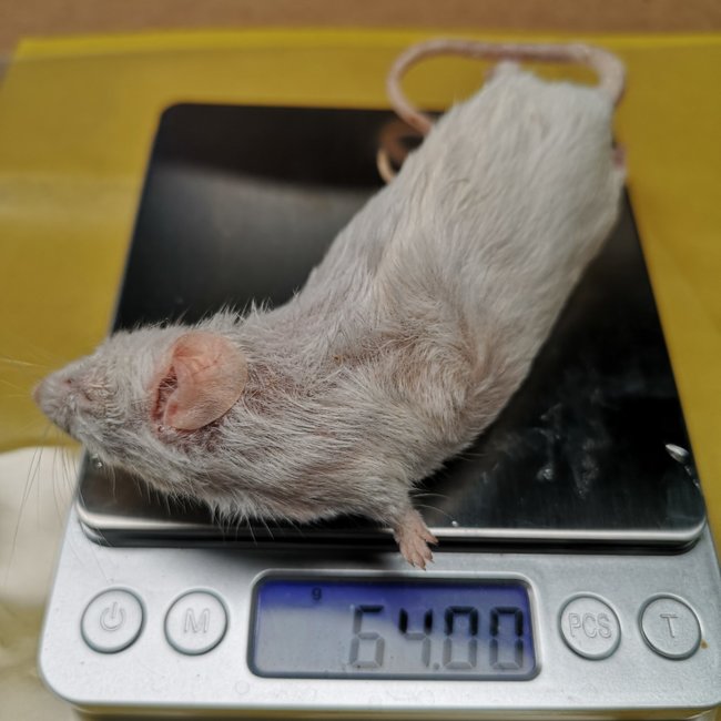 Frozen Mice