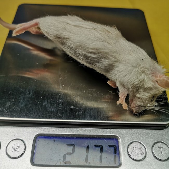 Frozen Mice