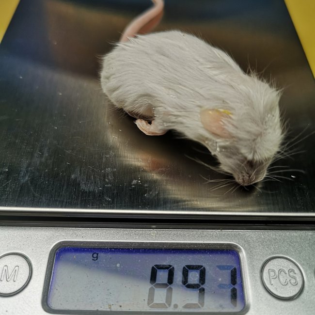 Frozen Mice