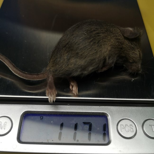 Frozen Mice