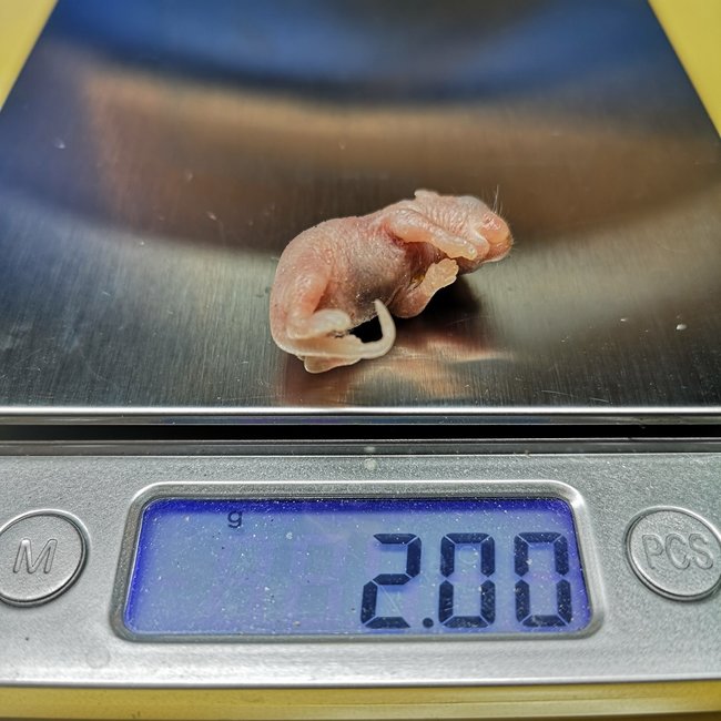 Frozen Mice