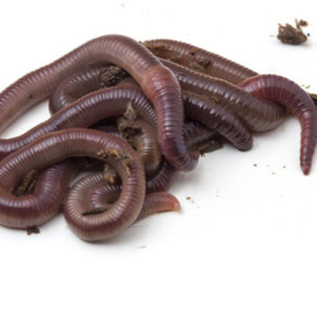 Feeder Night Crawlers / Dew Worms