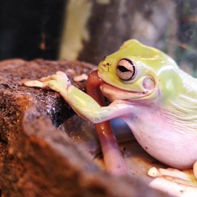 Feeder Night Crawlers / Dew Worms