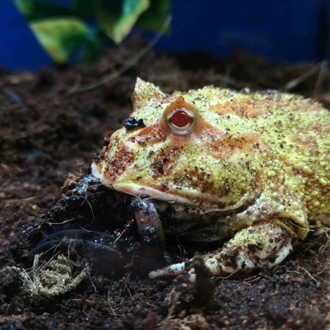 Feeder Night Crawlers / Dew Worms