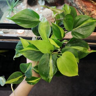 Philodendron 'Brasil' 4"