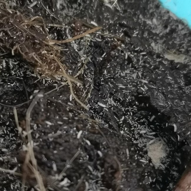 Isopod Tropical Springtails