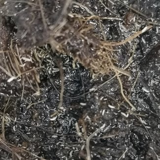 Tropical Springtails