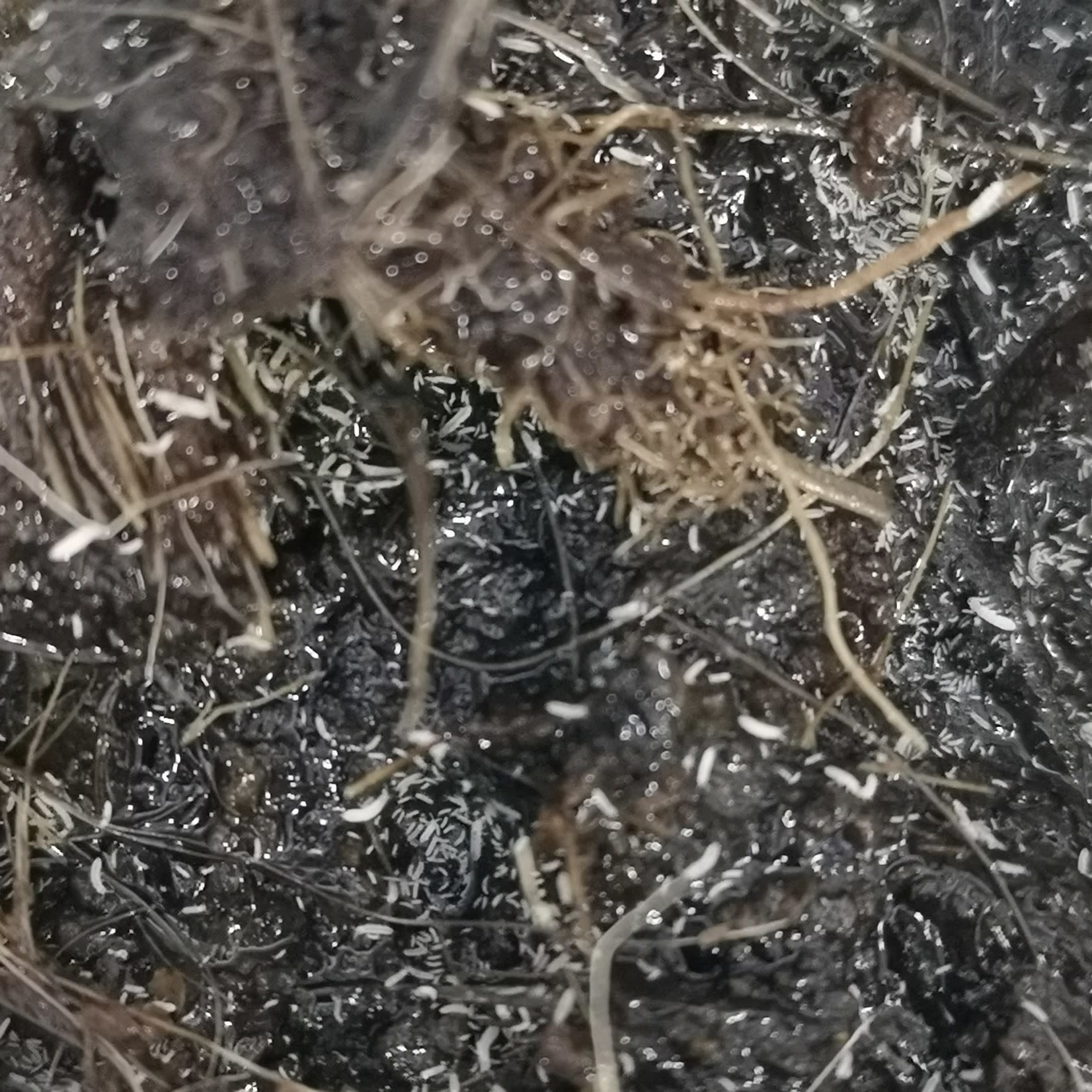 Tropical Springtails - Roonami