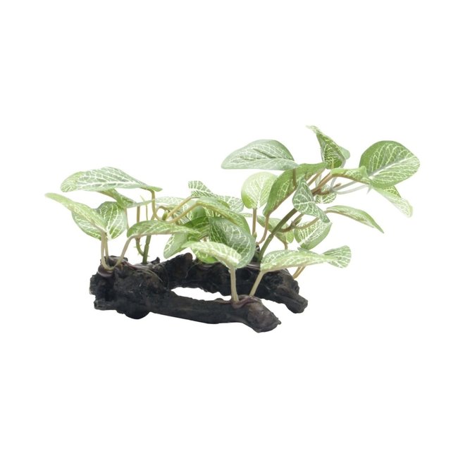 Supplies Small African Shade Leaf on Root (4in)
