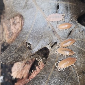 Powder Orange Isopods 20 pk