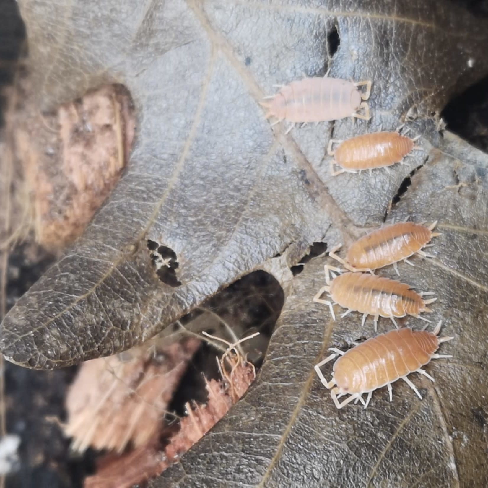 Powder Orange Isopods Roonami