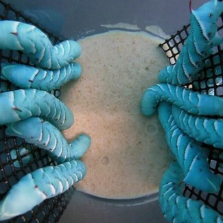 Hornworm