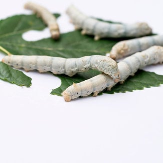 Silkworm